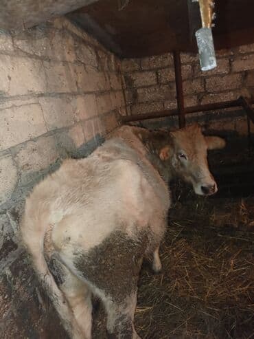 Kənd təsərrüfatı quşları: Dişi, il: 3, Ətlik, Ünvandan götürmə — 8