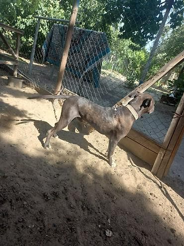 Pitbul, 2 il, Erkək, Ünvandan götürmə lalafo.az -da Pitbul, 2 il, Erkək, Ünvandan götürmə