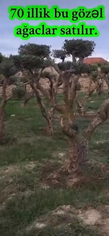 Bitki dərmanları: Zeytun ağaclarının topdan satişi — 1