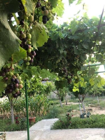 yeni evlər: 300 kv. m, 4 otaqlı, Kanalizasiya — 5