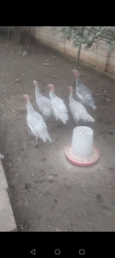 ağ pişik: Dişi, Kanada, Damazlıq, Ödənişli çatdırılma — 1