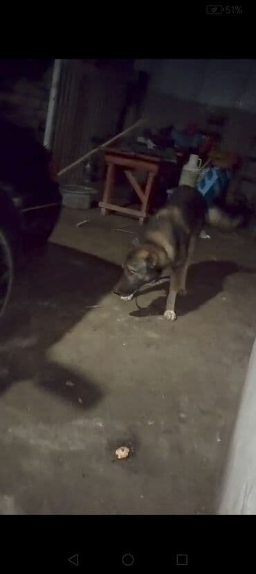 setteri it cinsi: 2 il, Erkek, Peyvəndli, Ünvandan götürmə — 6