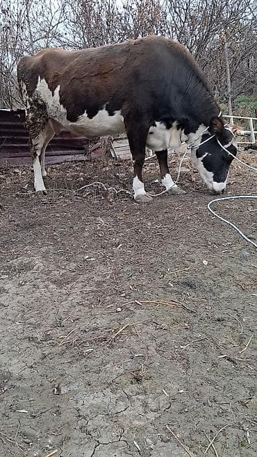 inek sagan: Dişi, Simental, il: 5, Südlük, Ünvandan götürmə — 3