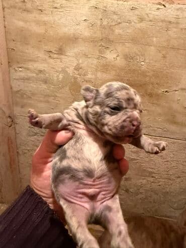 акита ину цена в баку: Американский бульдог, 1 месяц, С прививками, Платная доставка — 10