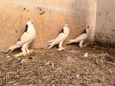 ucuz goyərcinlər: Məhsul: Qanadlı ev heyvanı – saqqallı, lələkləri ayaqlı bəzəkli — 7