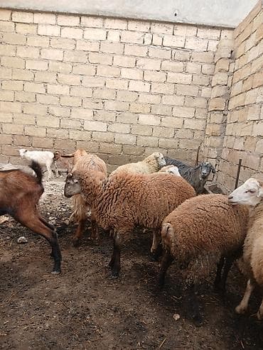 teze bazar it satisi: 2 dene qomral quzu.1 denesi erkey buynuzlu olan,digeri dişi.Diri — 2