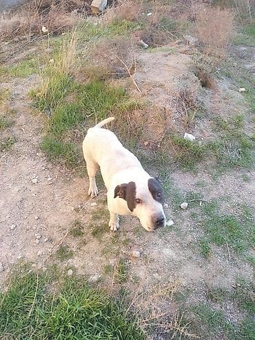 xasqi itleri: Pitbul, 1 ay, Erkek, Ödənişli çatdırılma — 6