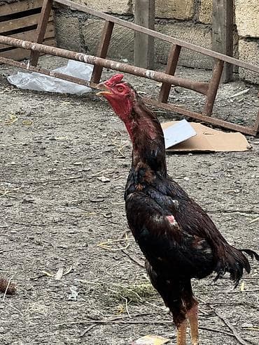 dana 2024: Xoruz, Heyratı, il: 1, Ünvandan götürmə, Ödənişli çatdırılma, Rayonlara çatdırılma — 8