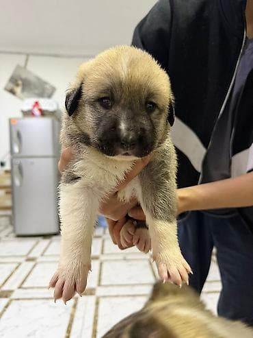 it balaca: Peyvəndli — 5