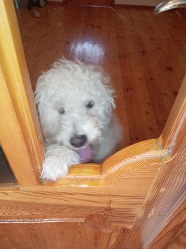 cinsi hevesi artiran dermanlar: Pudel, 5 ay, Erkek, Peyvəndli, Pulsuz çatdırılma — 8