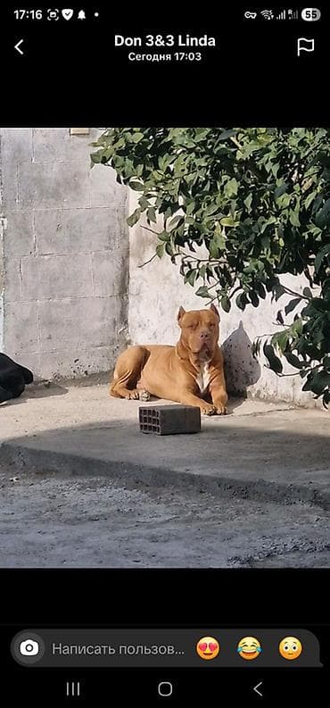 Akvariumlar: Pitbul, Cütləşmə üçün — 2