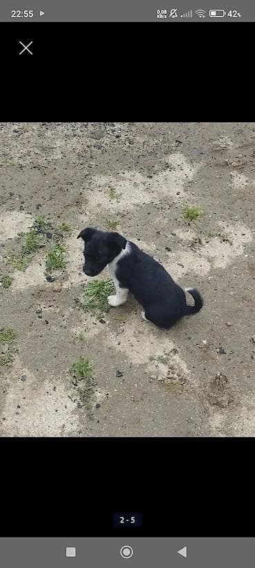 balaca at: Zvonok, 1 ay, Dişi, Peyvəndli, Ödənişli çatdırılma — 2