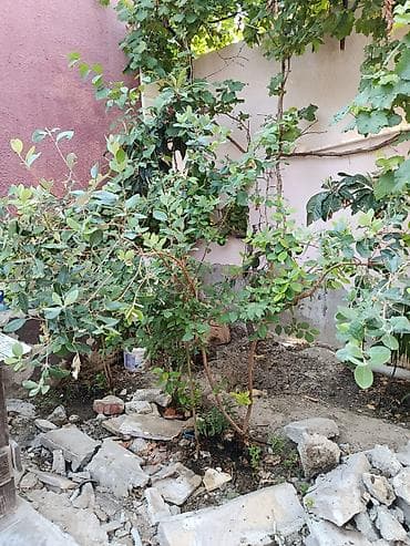 liliya gülü: Feijoa (Acca sellowiana) kol bitkisi – ətirli, həmişəyaşıl meyvə kolu — 4