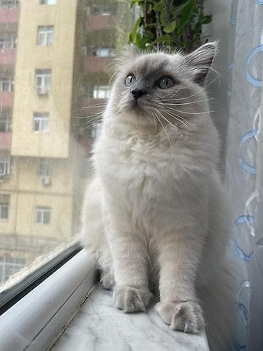 tap az pisik: Dişi, Yaxşı əllərə, Pulsuz çatdırılma — 2