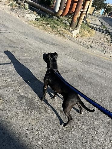 avcarka satisi: Pitbul, 2 il, Erkek, Cütləşmə üçün, Ödənişli çatdırılma — 1
