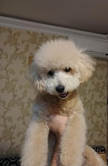 avçarka satılır: Pudel — 3