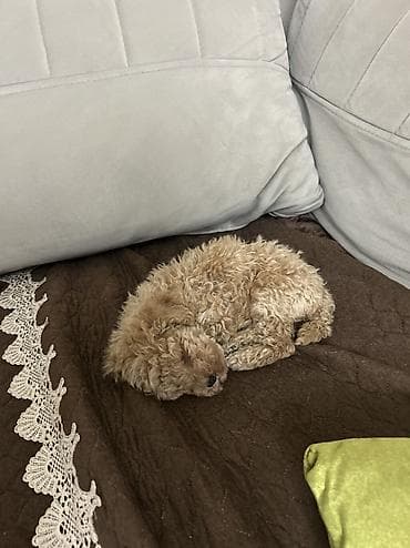 toy pudel haqqinda: Pudel, 1 ay, Peyvəndli — 4