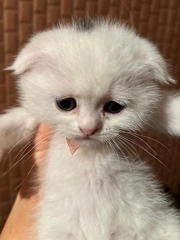 Digər heyvanlar: Şotland yastı qulaq, Erkək, Dişi, Yaxşı əllərə, Ünvandan götürmə, Pulsuz çatdırılma, Ödənişli çatdırılma — 7