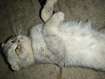 Птицы: Шотландская, Самец, В добрые руки, Самовывоз, Платная доставка — 7