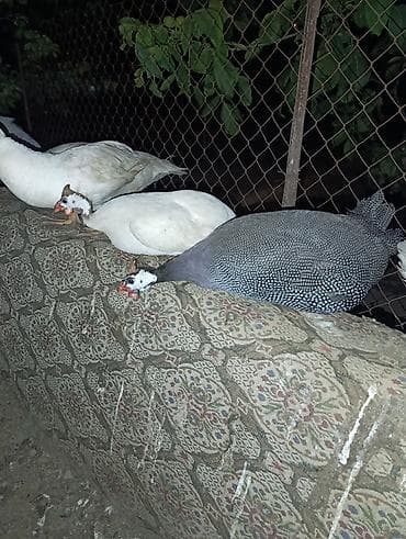 Toyuq, Damazlıq, Ödənişli çatdırılma
