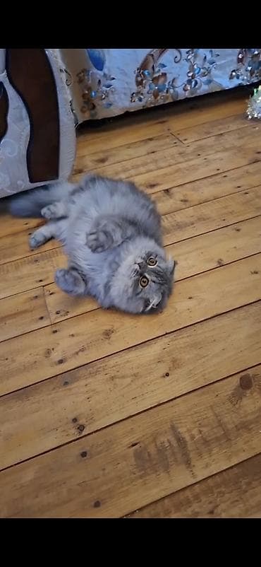 pişik alıram: Şotland, Erkək, Yaxşı əllərə, Ödənişli çatdırılma — 3