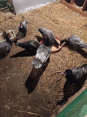 Balıqlar: Dişi, | Lal ördək, Ətlik, Ödənişli çatdırılma — 5