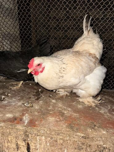 toyuq novləri: Brama Toyuq 1 eded qalib — 2