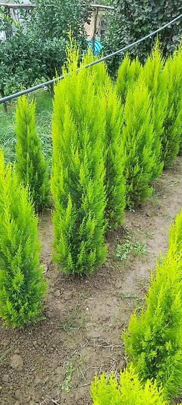 suvarma şlanqları: Məhsul: İynəyarpaq dekorativ ağaclar (qovaqda və torpaq kisəsində) - — 5