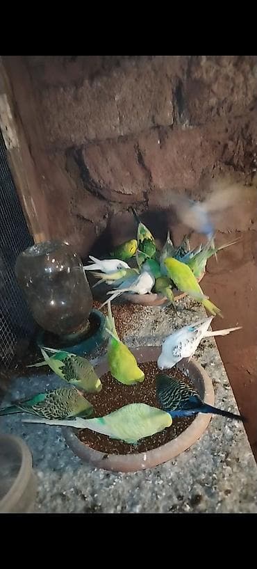 Hazır cütlərdi. Sağlam ve yumurtaya düşüblər lalafo.az -da Hazır cütlərdi. Sağlam ve yumurtaya düşüblər