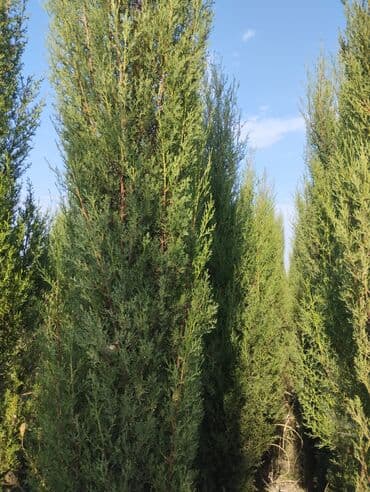 ağac dərmanları: Xurma (persimmon) tingləri – torf komları ilə - Növ: şirin xurma — 5