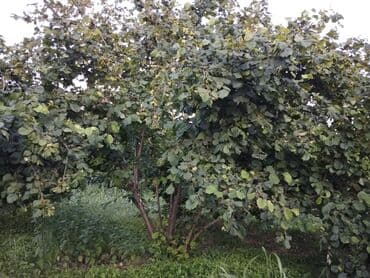 nəsimi rayon: 2000 sot, Kənd təsərrüfatı, Mülkiyyətçi, Kupça (Çıxarış) — 8