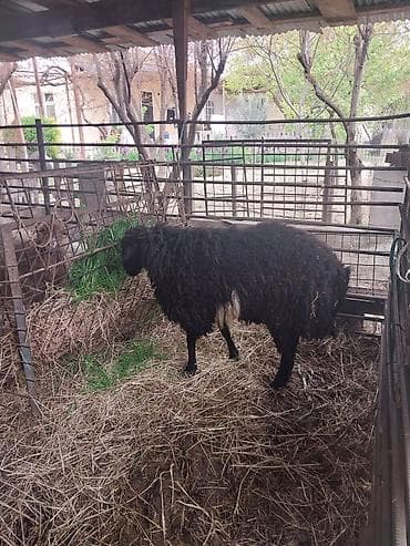 cins itlerin satisi: Erkək, il: 2, Damazlıq — 3