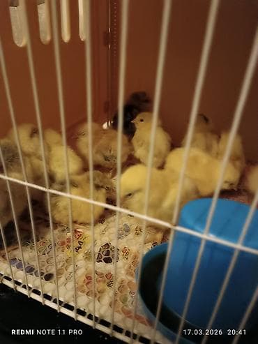 brama toyuqları: Куриные цыплята, Для мяса, Самовывоз — 10