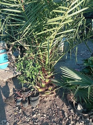 ağac: Xurma xurması (Phoenix dactylifera) – iri, güclü köklü palma - Növ — 1