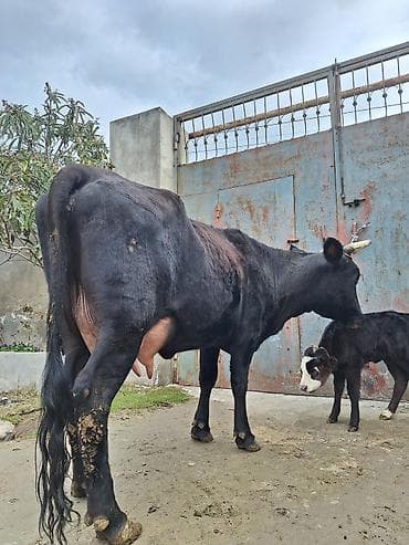 Гуси: 15 litir süd verir 2 qarına doğub 10 gündü doğub balası dişdi — 1