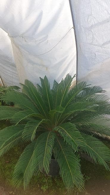 Saqo Palmı (Cycas revoluta) – böyük dekorativ qazonda - Növlə: Cycas