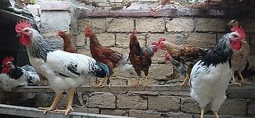 qus: Məhsul: Xoruzlar və toyuqlar (qarışıq rəngli yerli/hibrid cinslər) — 3