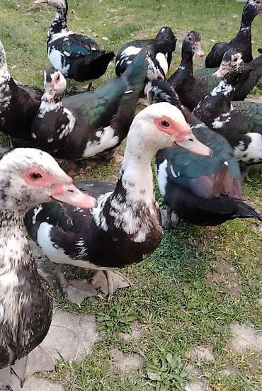 Dişi Lal ördəylər satılır. May ayının ortalarına kimi yumurtalayaıb