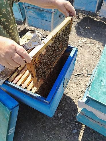 Ağ su rayonunda arı satıram 5 ramka 160 manat 8 9 ramka 240 manat