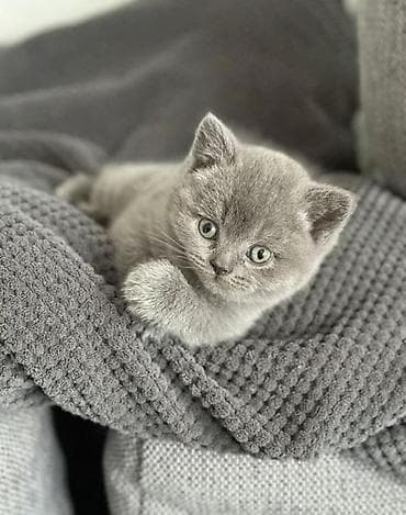 Britan, Dişi, Erkək