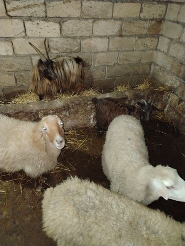 Qazlar: 𝗤𝗼𝘆𝘂𝗻𝗹𝗮𝗿 𝘀𝗮𝘁𝗶𝗹𝗶𝗿 — 4