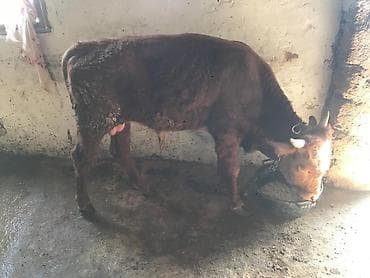 etlik cuce satisi: Erkək Dana Satlllr. 8. aylk təxmini 80 kq. 1200 — 2