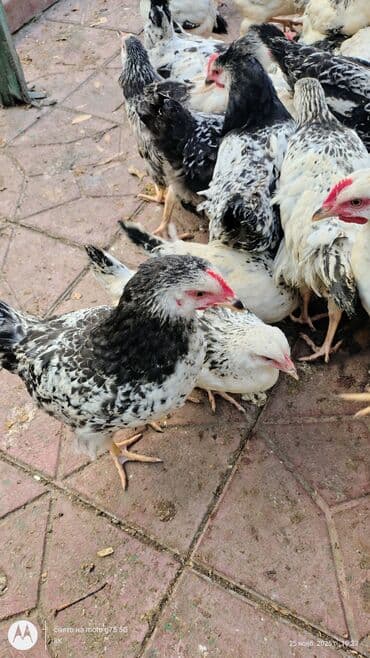 quş qaz: Toyuq cücələri, Damazlıq — 6