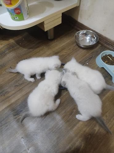 Britan, Erkək, Dişi, Yaxşı əllərə, Ünvandan götürmə, Pulsuz çatdırılma, Ödənişli çatdırılma