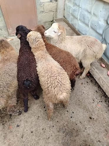 Pişiklər: 5 erkəy dir super quzular — 3