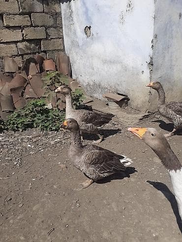cins xoruz: 2 ədəd Tula döyüş qazları erkəy və dişi.2 ədəd ana qaz biri ala çox — 10