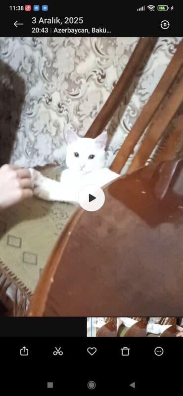 Gəmiricilər: Türk anqora, Yaxşı əllərə — 3