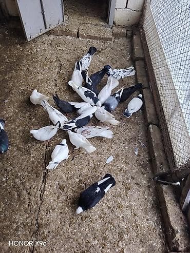 sar quşu: Tergitme quslardi icinde ucanlar var 6 azn unvan Qaradag — 3