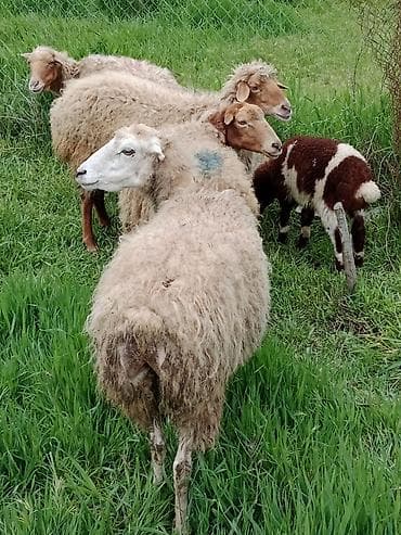 cins qoyun: 5 ədəd qoyun satılır 1 ədəd ana bala qoyun (bala ərkəkdi) 3 ədəd — 2