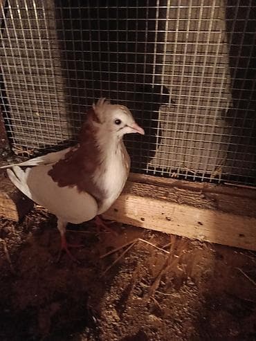 goyərcin şəkli: Məhsul: Ev göyərçinləri (bir neçə fərqli rəng və cüt) razilasma var — 5